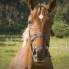 moscas burreras caballo