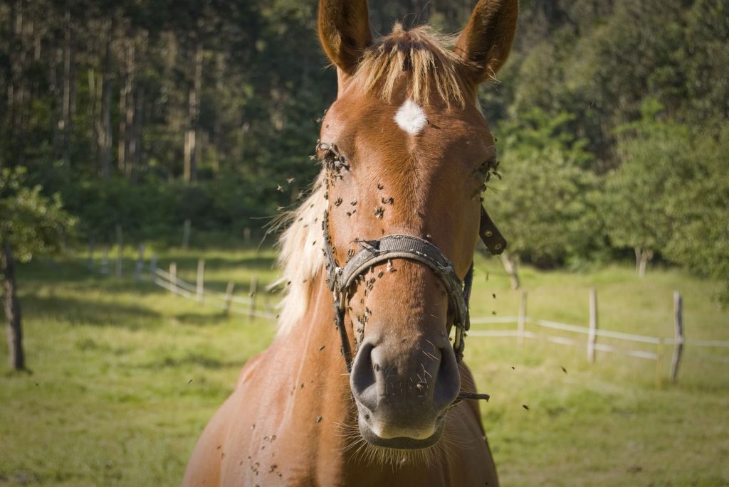 moscas burreras caballo