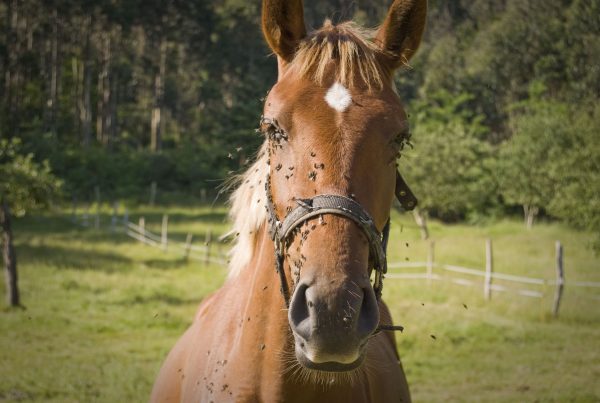 moscas burreras caballo