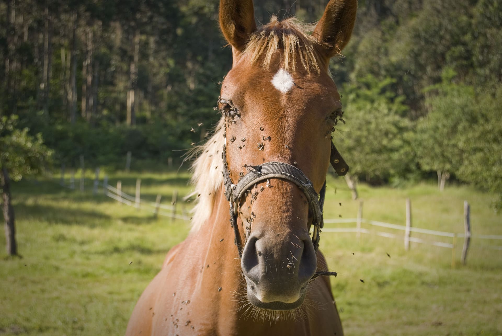 moscas burreras caballo